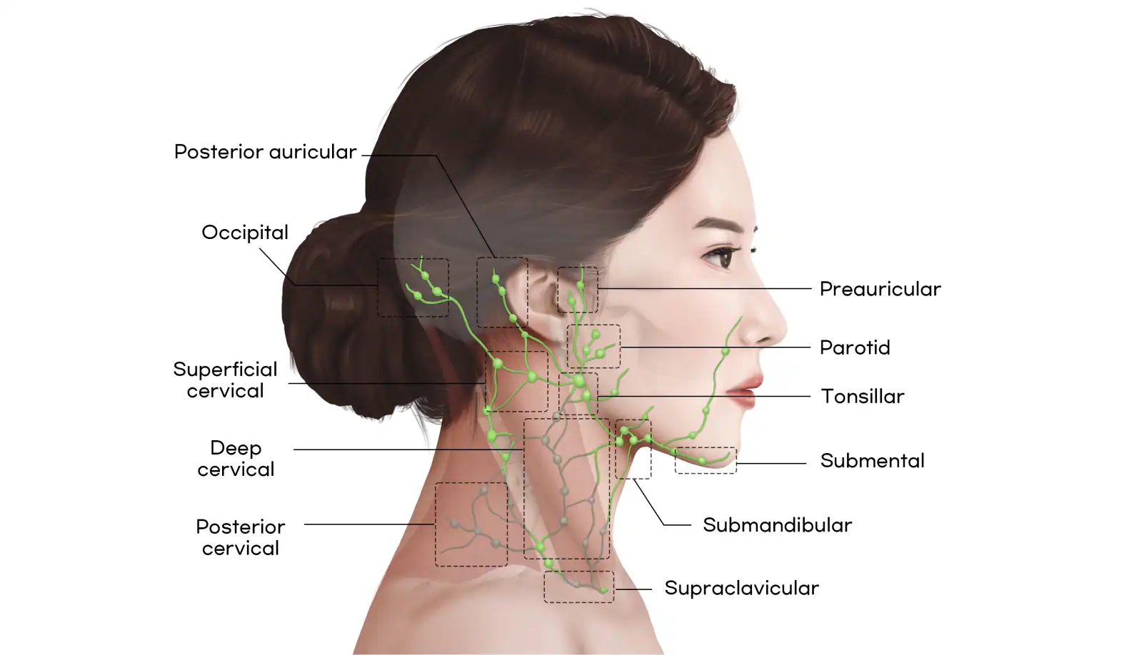 머리 및 목 혈관 해부도, 상쾌한의원 의료진이 사용하는 건강 진단 이미지.