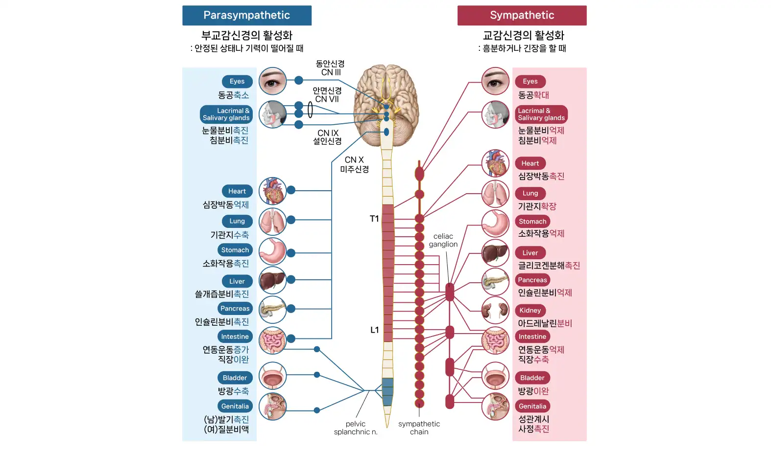 머리 및 목 혈관 해부도, 상쾌한의원 의료진이 사용하는 건강 진단 이미지.
