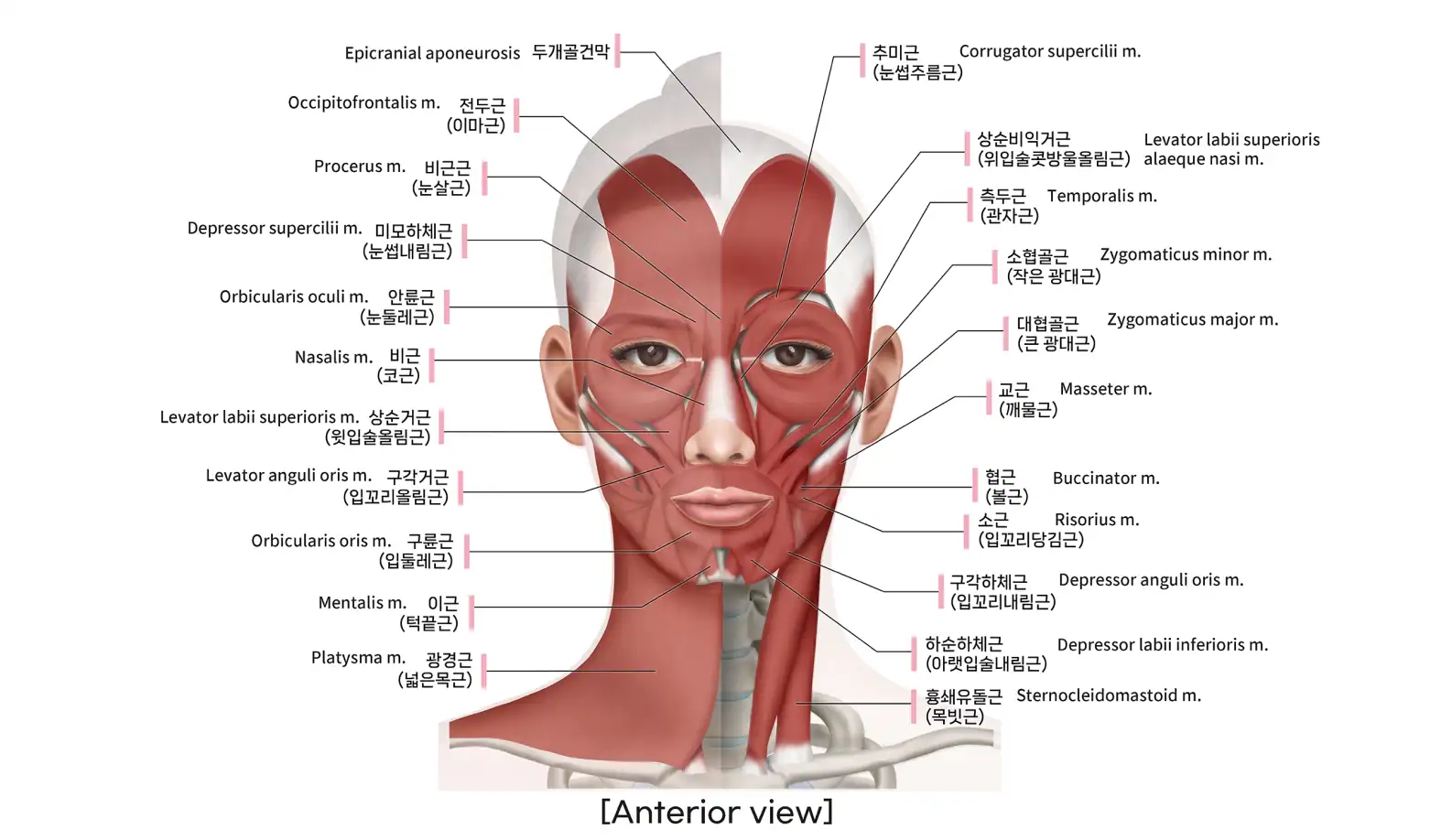 머리 및 목 혈관 해부도, 상쾌한의원 의료진이 사용하는 건강 진단 이미지.